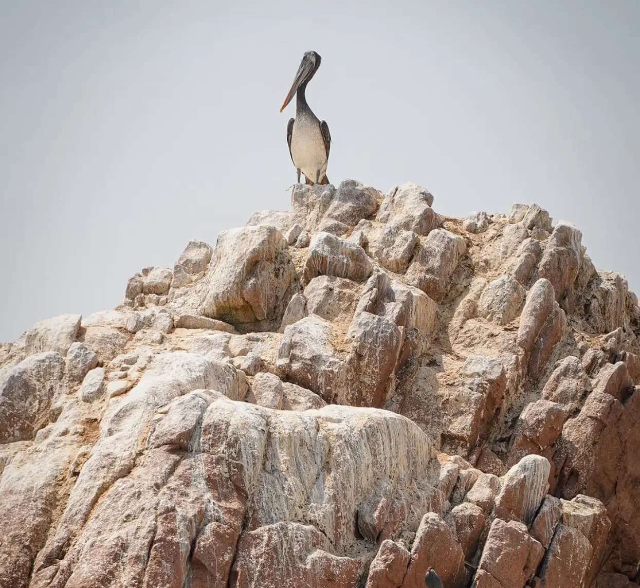 Tour to the Ballestas Islands and Paracas National Reserve